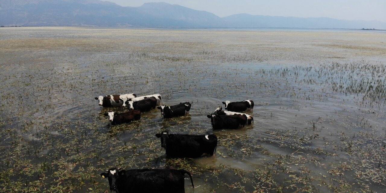 Bu inekler merada değil gölde otluyor