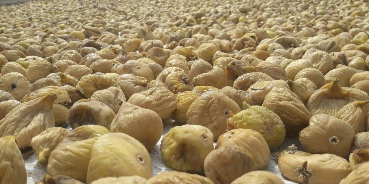 Kuru incir dolar bazında yüzde 15 değerlendi