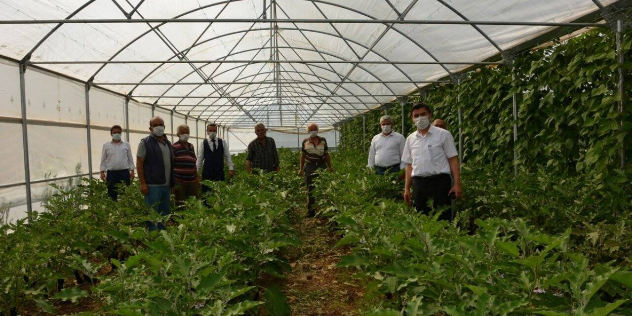 Atıl araziye kurdukları sera gelir kapısı oldu