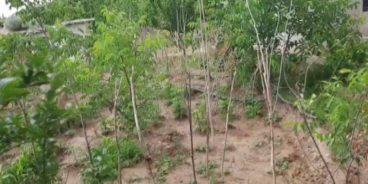 Bağ evinde 69 kök ekili Hint keneviri ele geçirildi