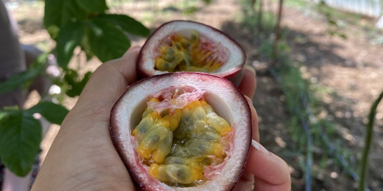 Şifa niyetine ektiği passiflora meyvesinin ticaretini yapıyor