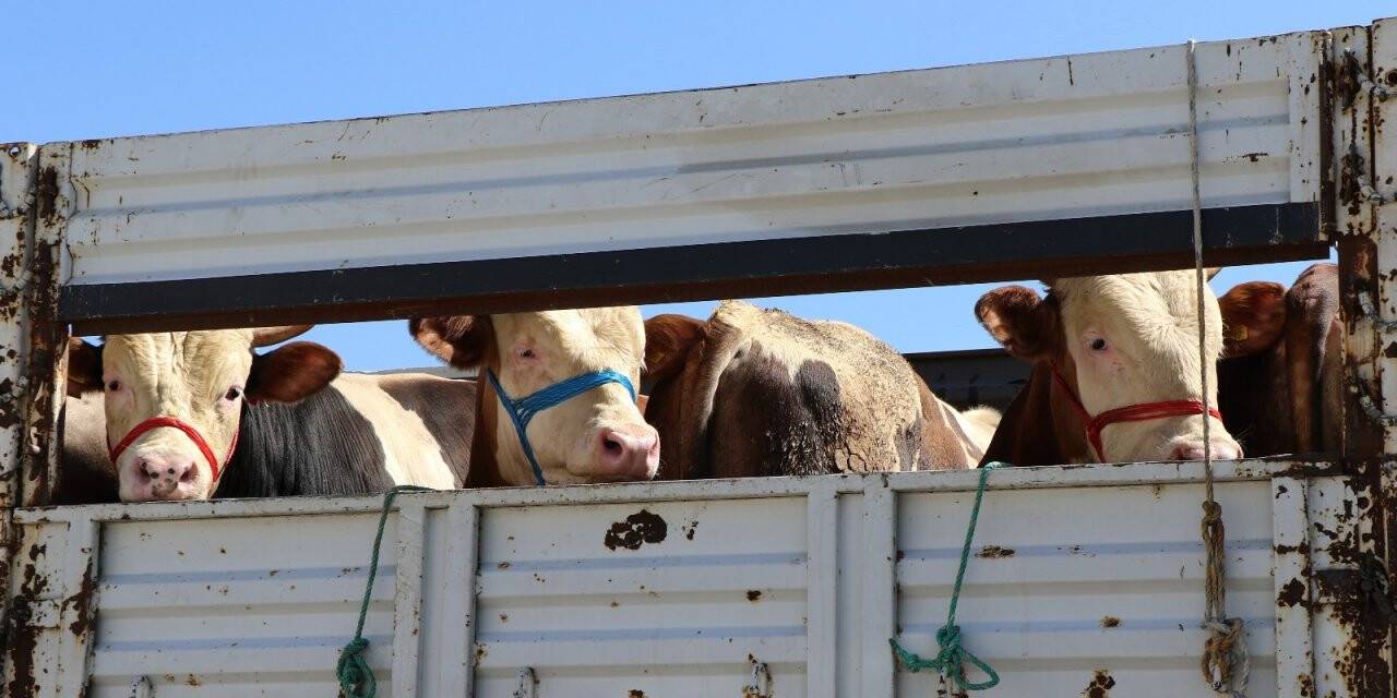 Kurbanlık sevkiyatına sıkı denetim