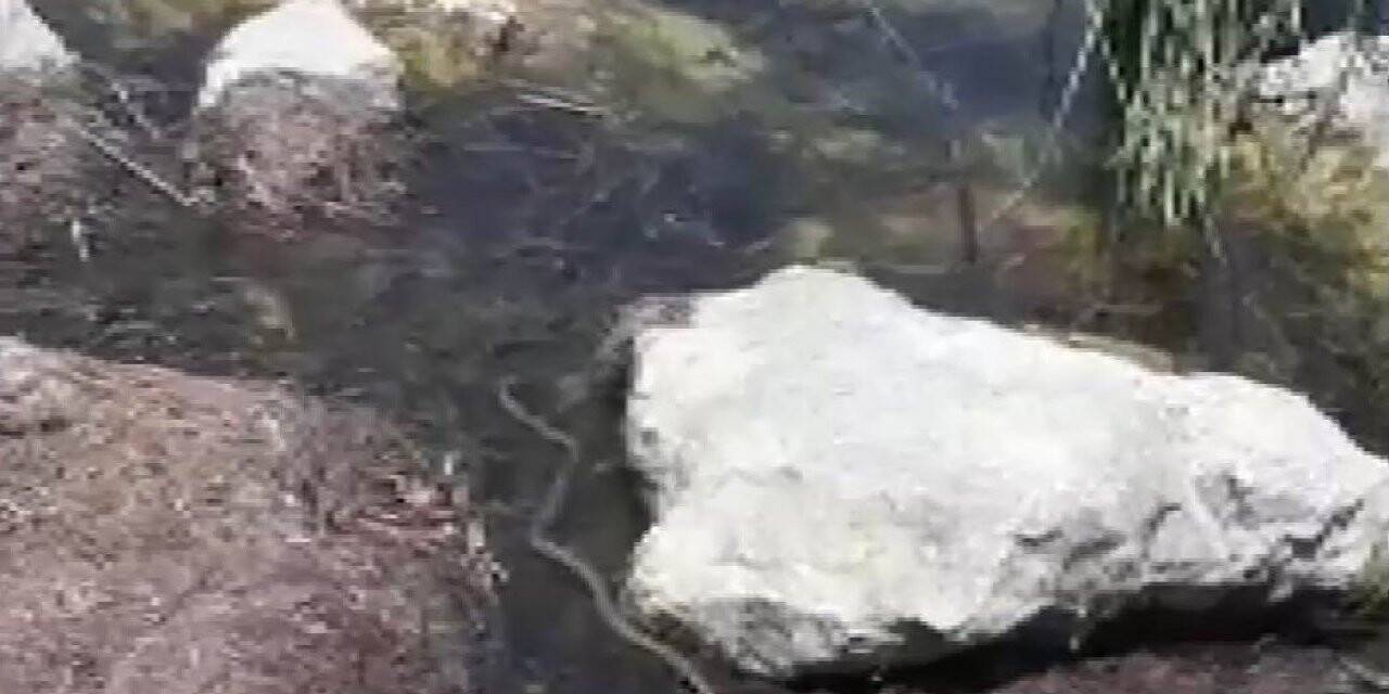 Yılan balığı yutmaya çalıştı, çeken vatandaşın diyalogları gülümsetti