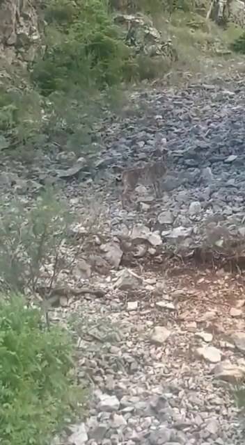 Konya’da vaşak görüntülendi