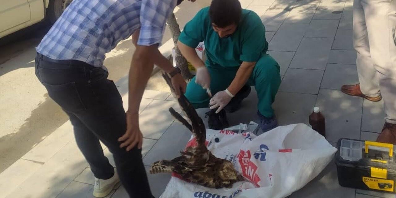 Karapınar'da yaralı bulunan şahin tedavi altına alındı