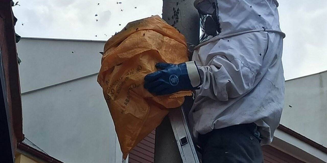 Elektrik direğine oğul veren arılar kovana alındı