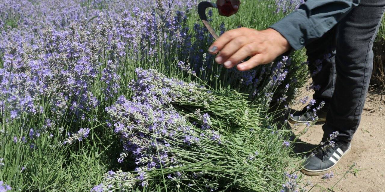 Kilosu 800 liradan satılan lavanta yağının hasadına başlandı