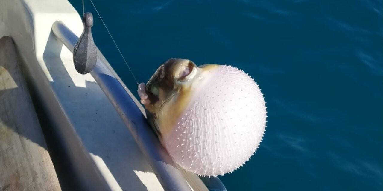 Balon balığı avcılığı teşviki olta balıkçılarını sevindirdi