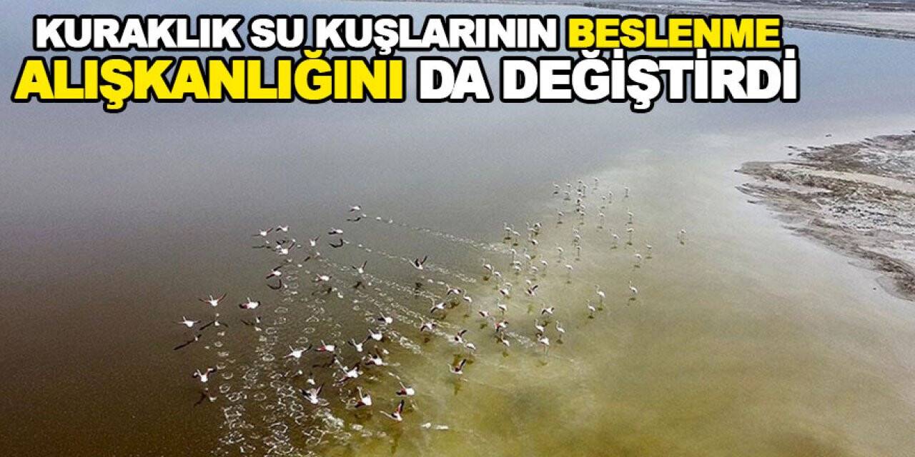 Kuraklık su kuşlarının beslenme alışkanlığını da değiştirdi