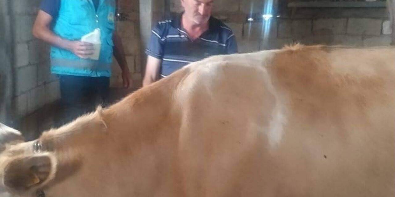 Köylerde '’Kırım kongo kanamalı ateşi’' aşılama çalışmaları