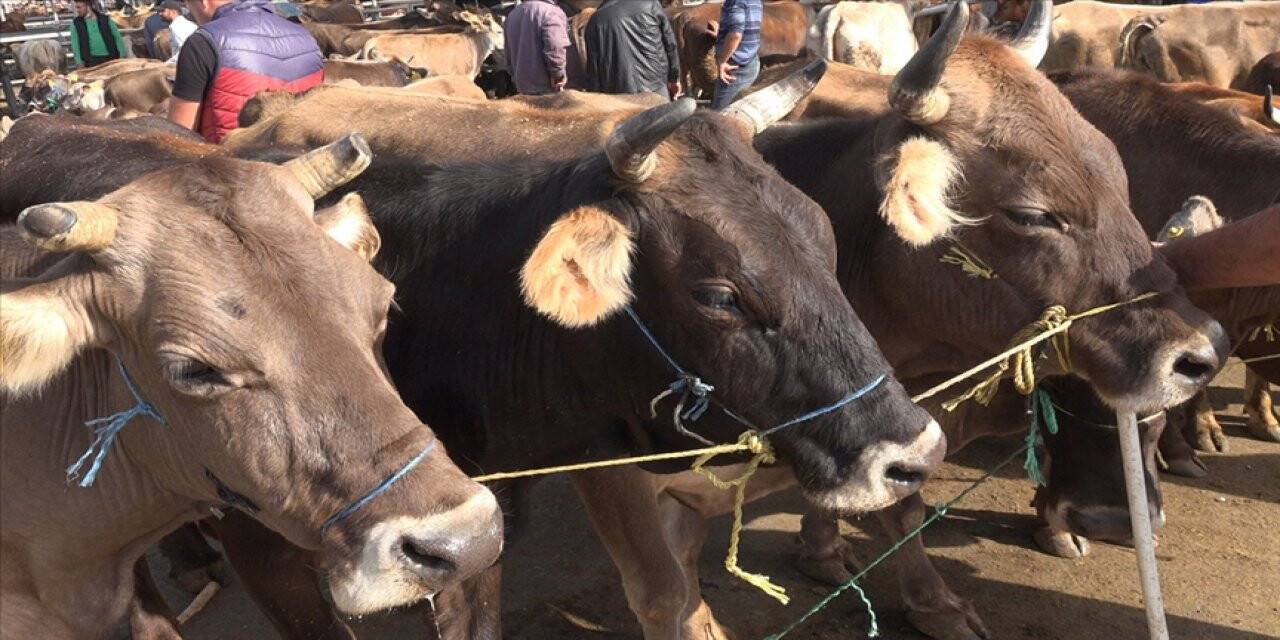 Kurbanlık alım ve kesiminde dikkat edilmesi gerekenler