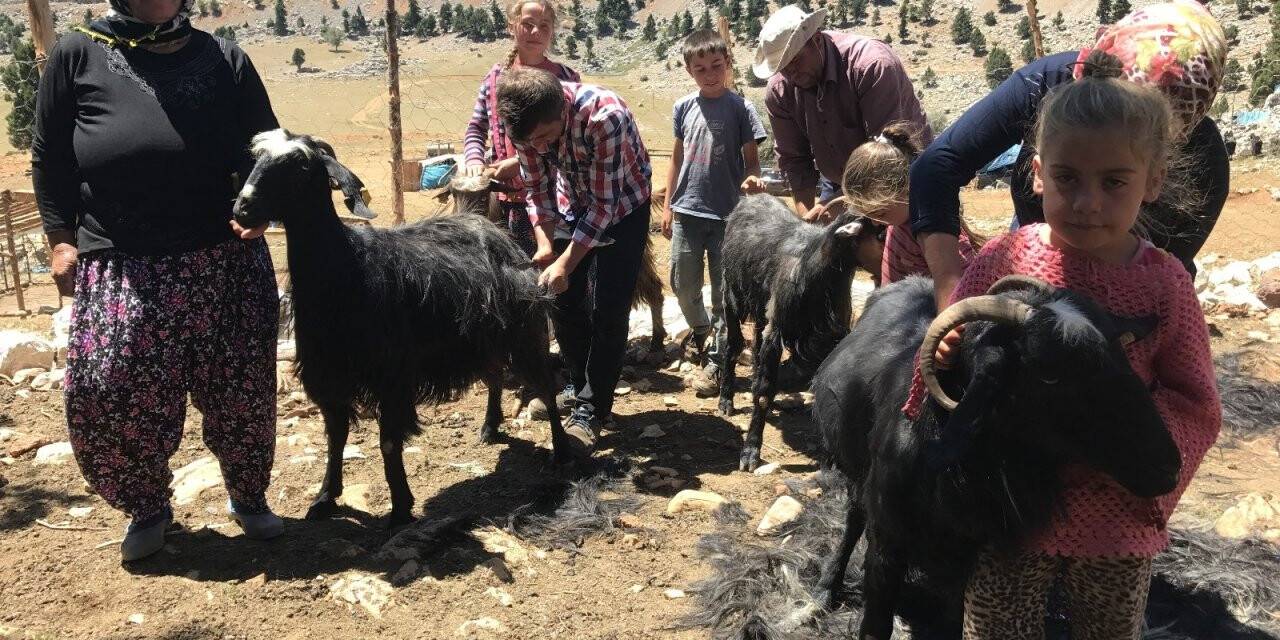 Yörüklerin keçi kırkma mesaisi başladı