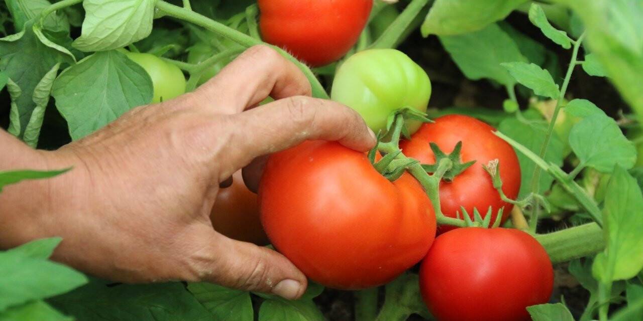 Piyasayı rahatlatacak domates tezgaha düştü