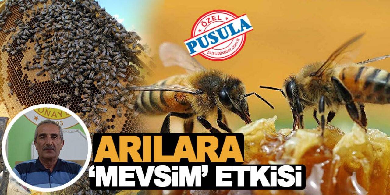 Arılara ‘mevsim’ etkisi