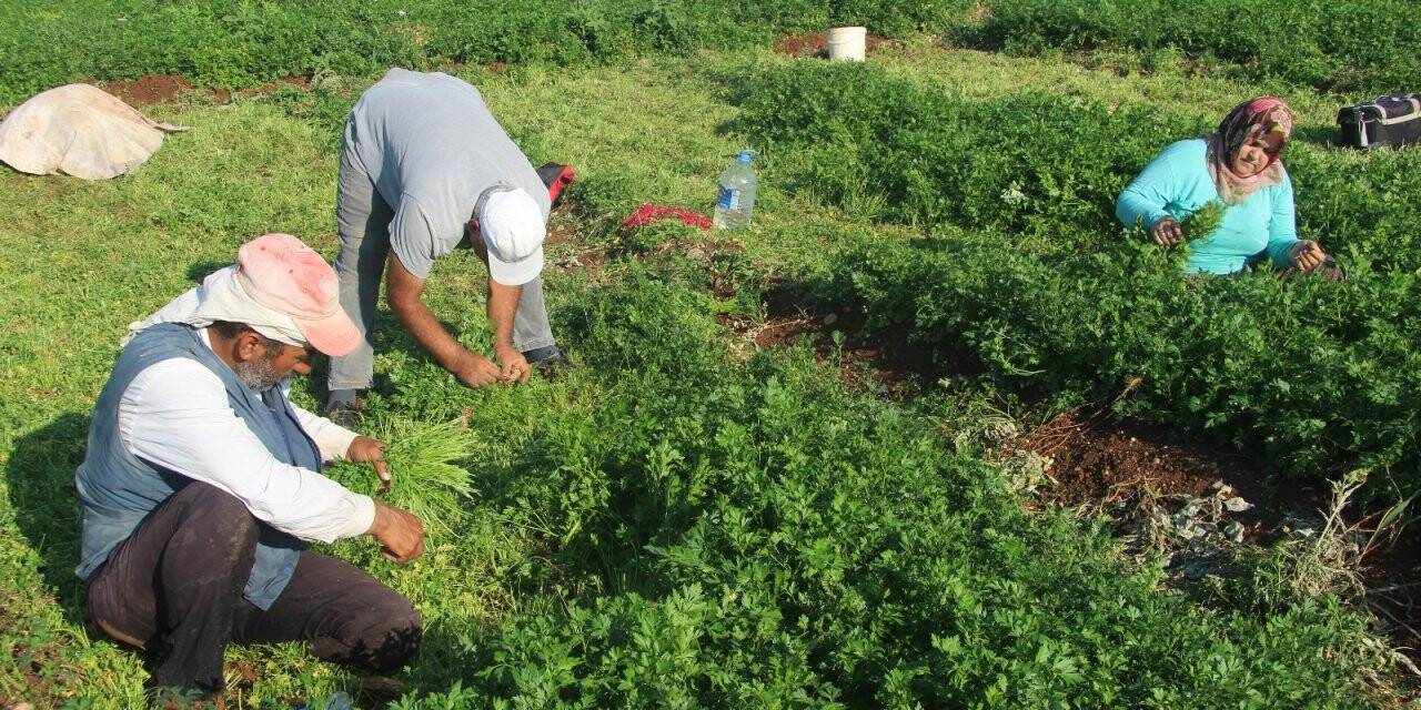 40 derece sıcaklıkta maydanoz hasadı