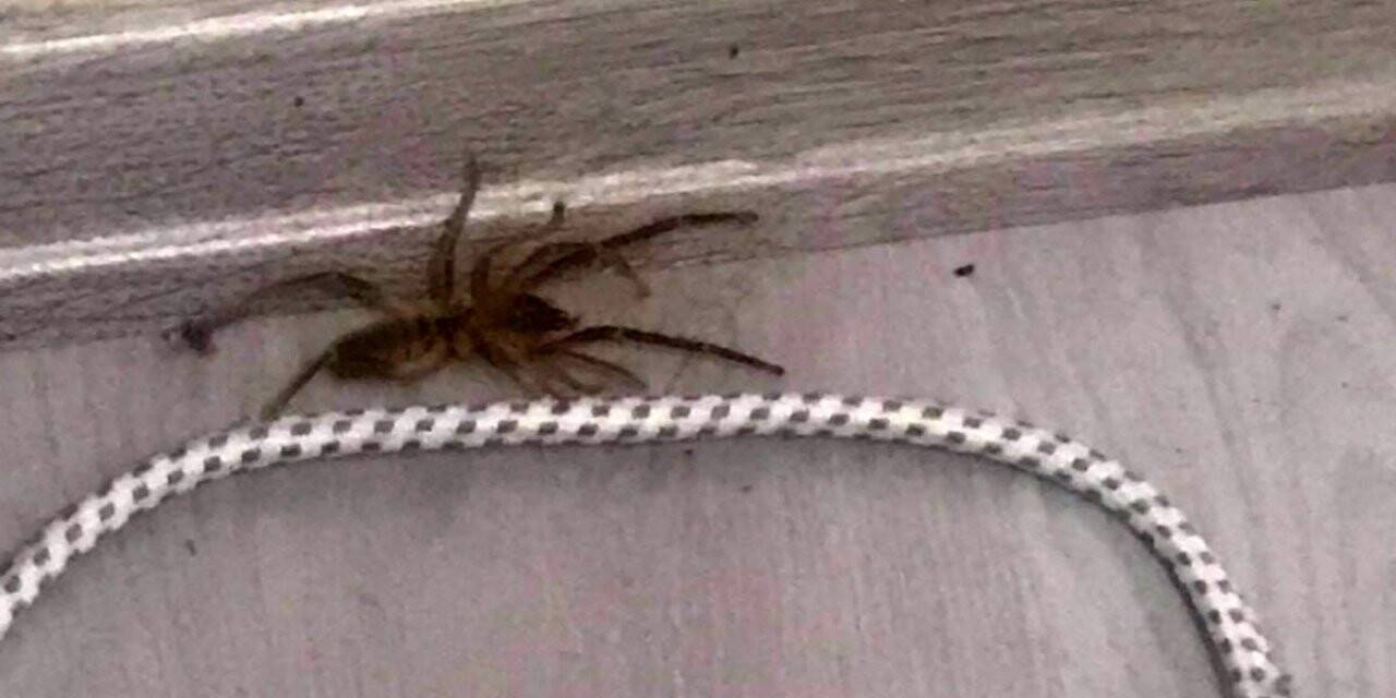 Konya’da bir evde ortaya çıkan 'et yiyen örümcek' paniğe neden oldu