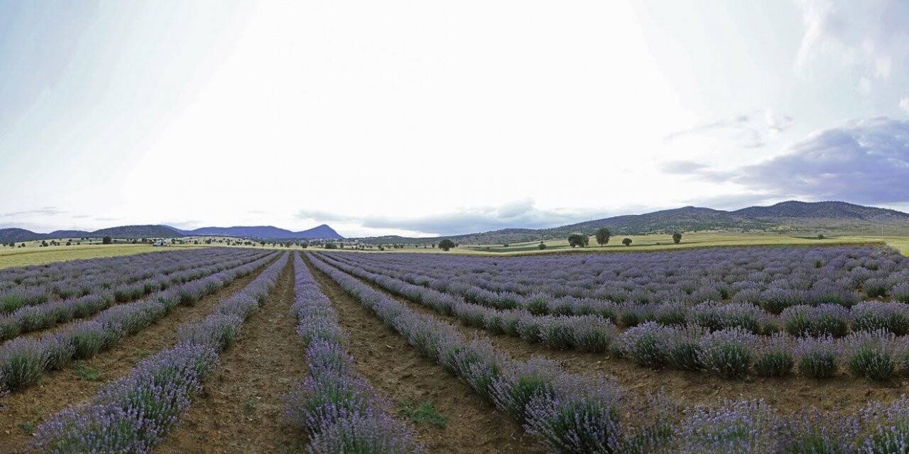 Başkan Altay: Lavanta üretimini geniş alana yayacağız
