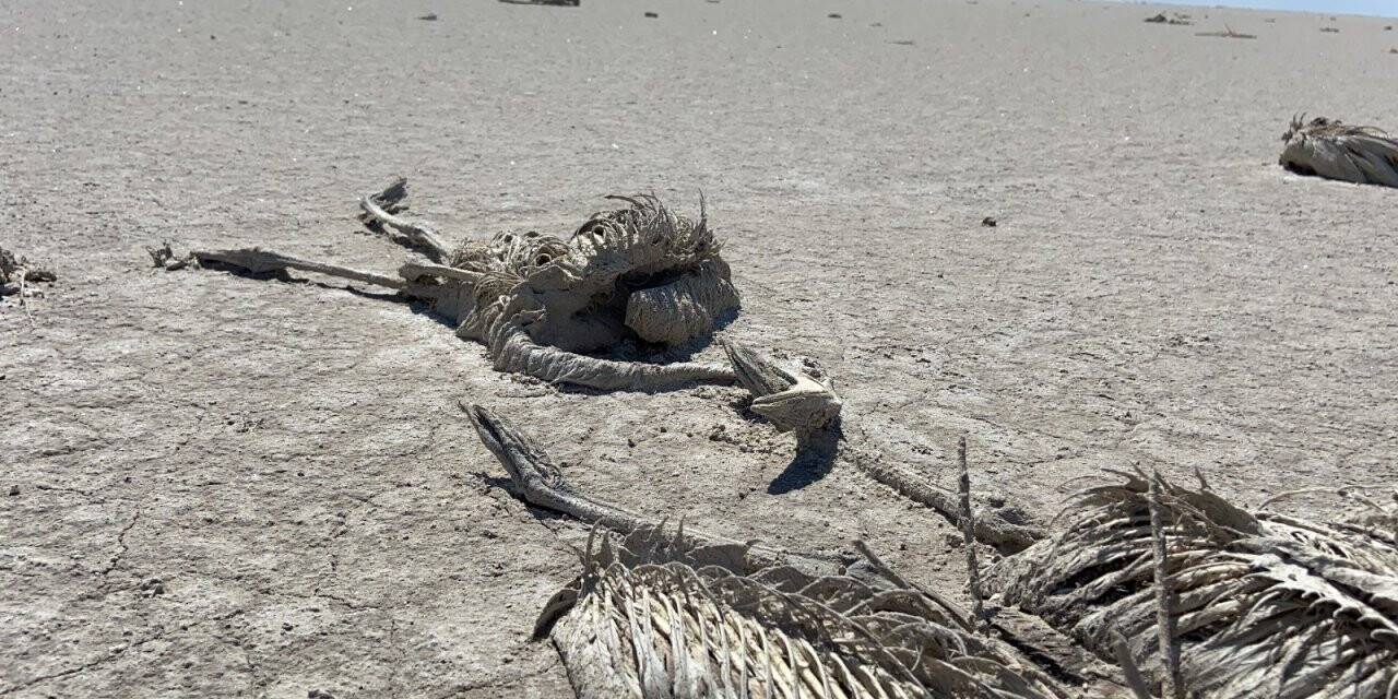 Flamingo cenneti Tuz Gölü’nde flamingo ölümleri