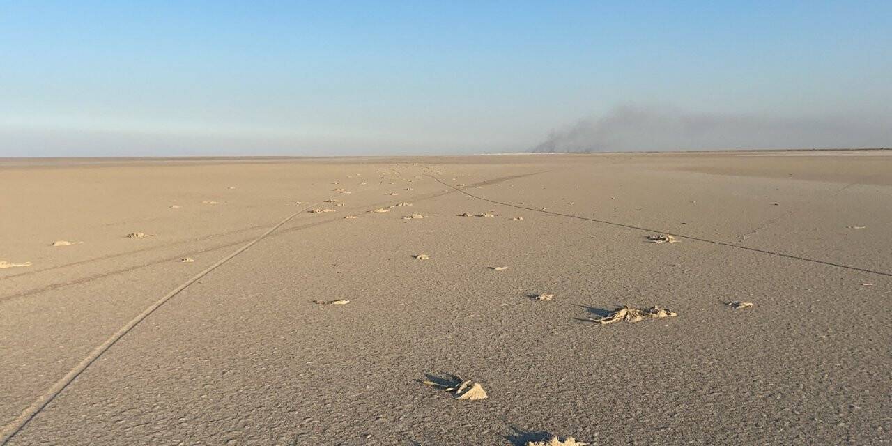 Konya Valiliğinden Tuz Gölü’ndeki flamingo ölümlerine inceleme