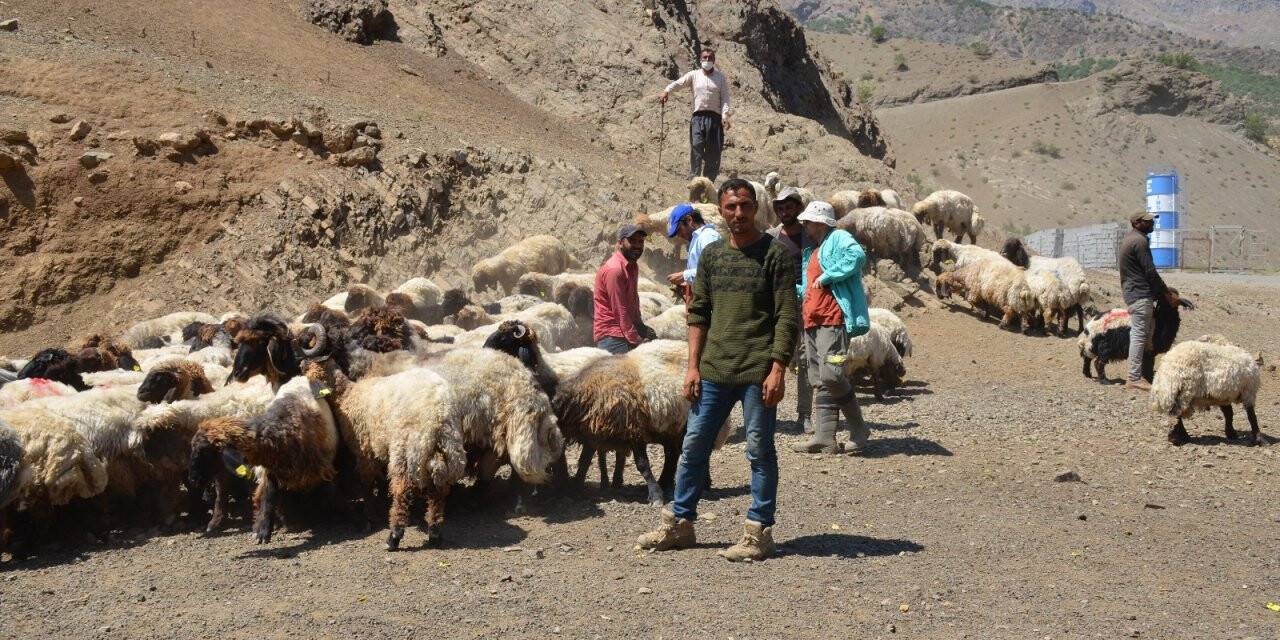 Kurbanlıklar yayladan indirildi bayram hazırlıkları başladı
