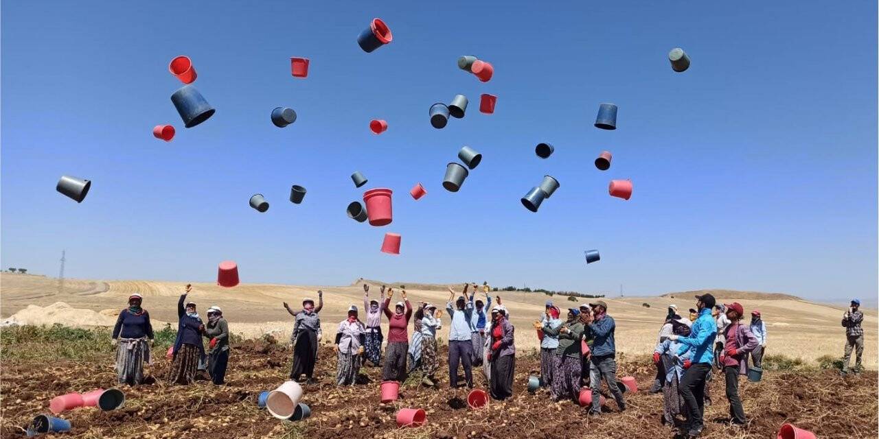 Patates hasadı kova atma töreni ile bitti