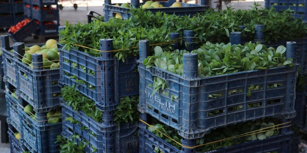 Kurban Bayramı öncesinde sebze ve meyveye zam yok