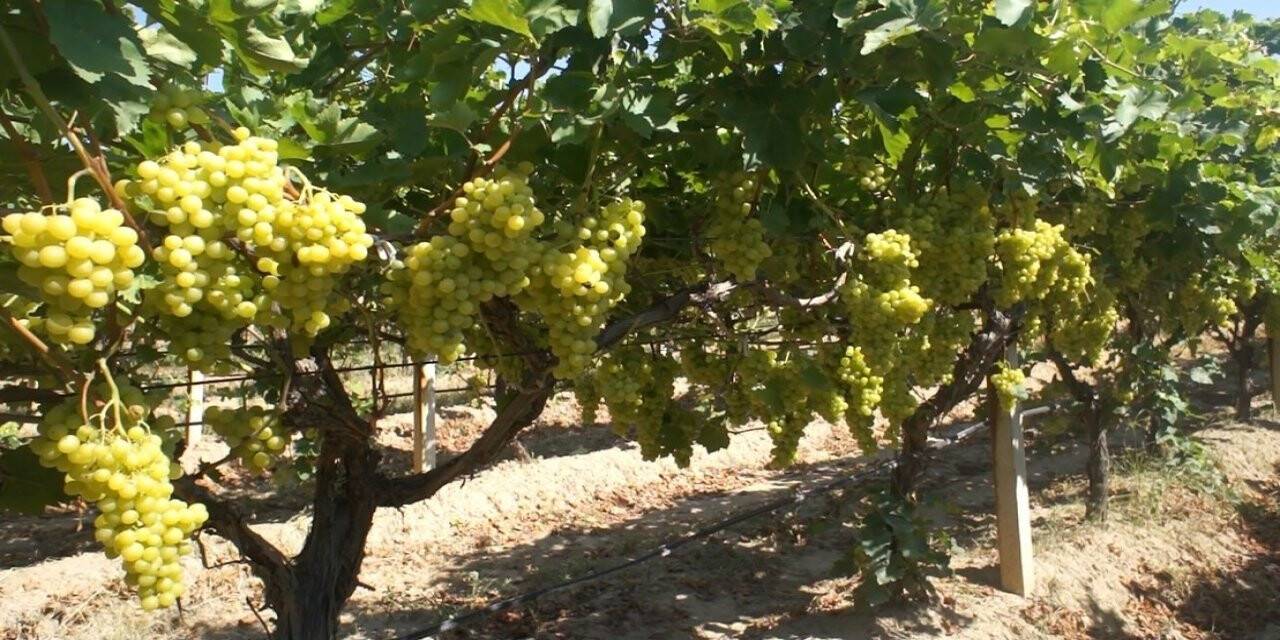 Taze üzüm ihracatı 158 milyon doları geçti