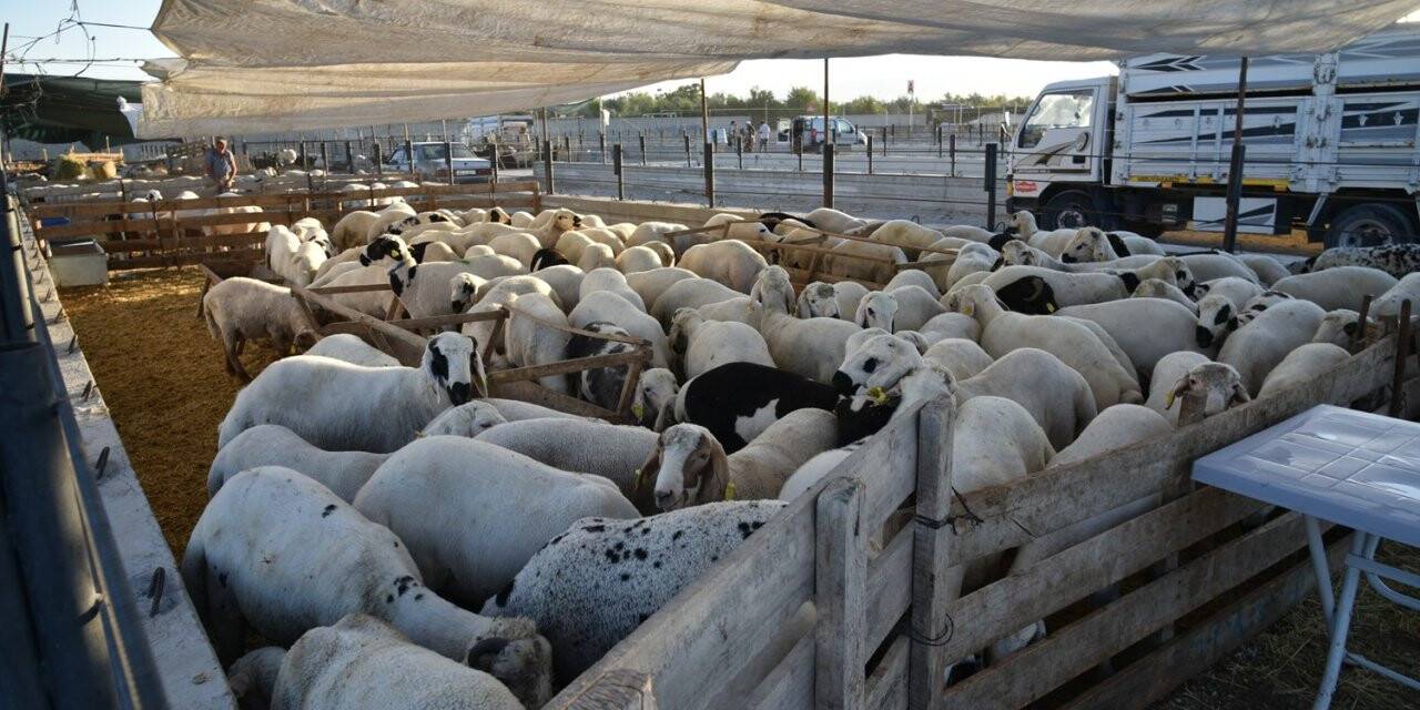 Selçuklu Kurban Bayramına hazır