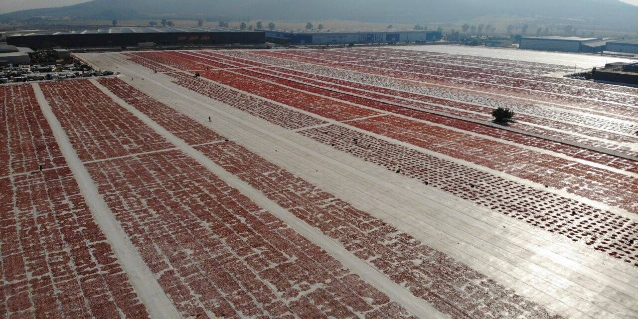 Torbalı’nın 'kırmızı altınları' dünya sofrasında