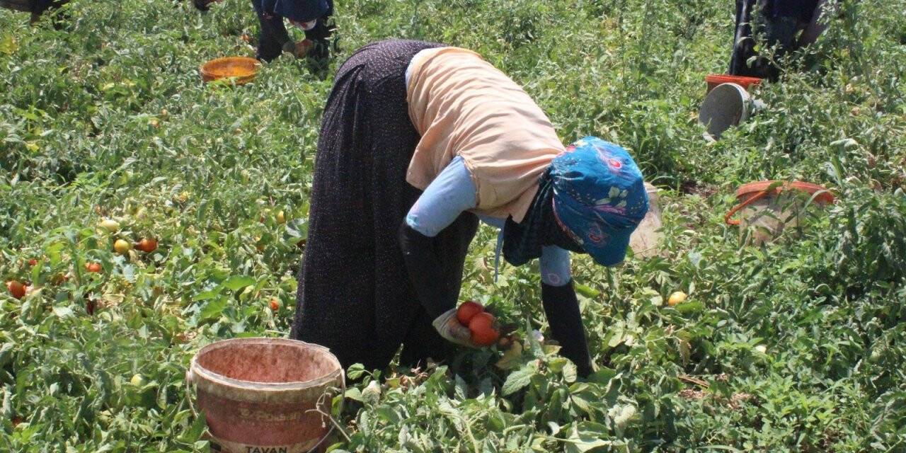 Kurban Bayramı öncesi domates üreticisi talebe yetişemiyor