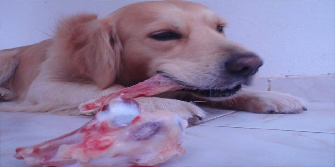 Çöpe atılan sakatat bulaşıcı hastalığa neden olabilir