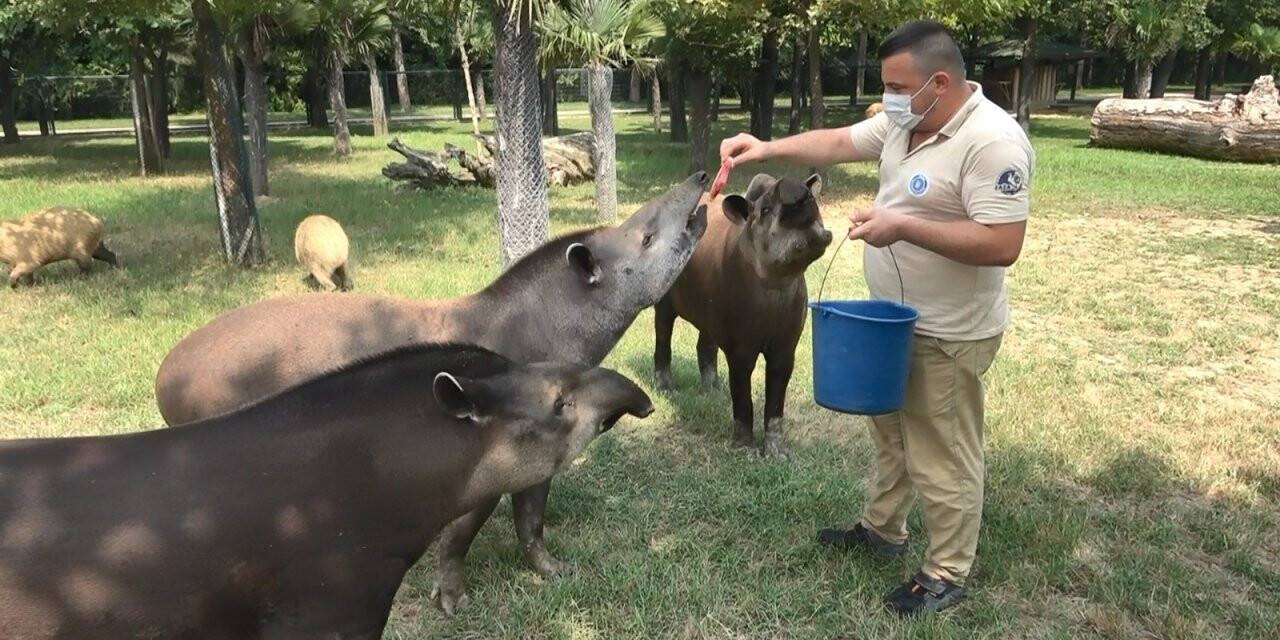 Sıcaktan  bunalan Zoopark sakinlerine buzlu meyve kokteyli
