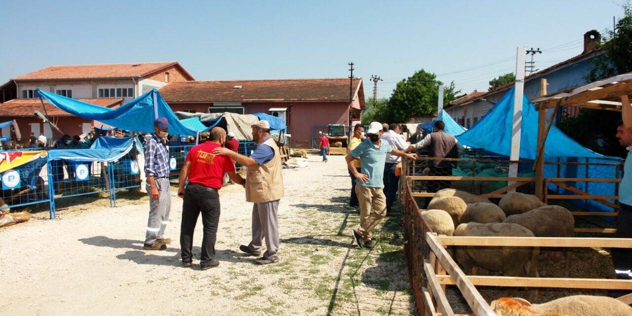 Pazaryeri’nde küçükbaş kurbanlıklar elde kaldı
