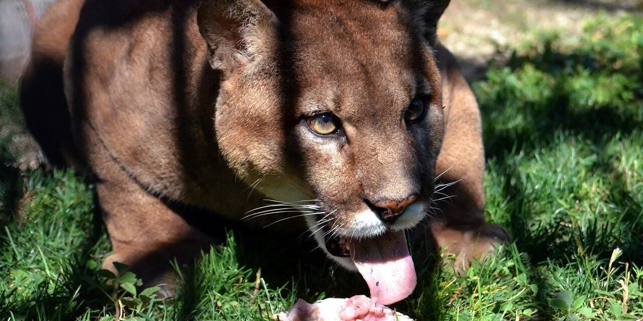 Konya'da sıcaktan bunalan hayvanlara buzlu et ve meyve kokteyli