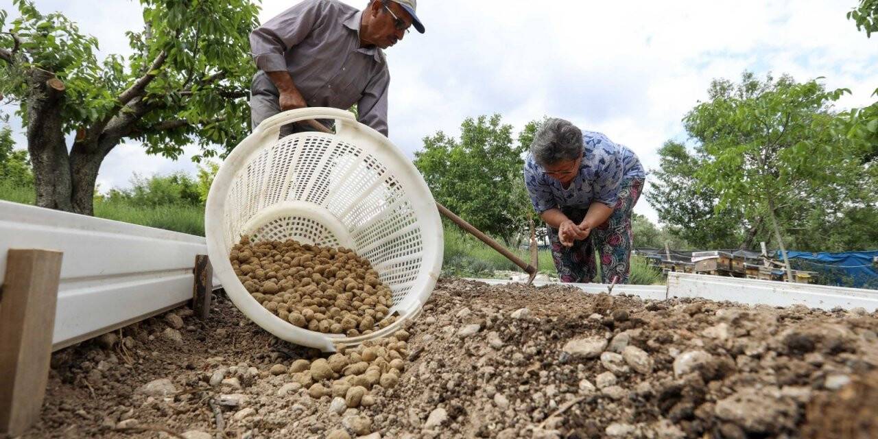 Kilogramı 750 TL’yi bulan salep Buca’da üretilecek