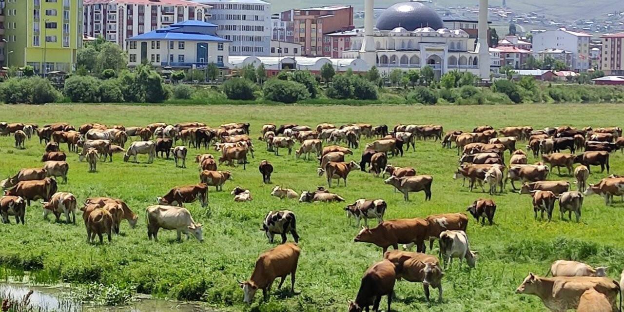 Ardahan’ı kuraklık vurdu, hayvanlar yaylalardan indirilip meralara bırakıldı