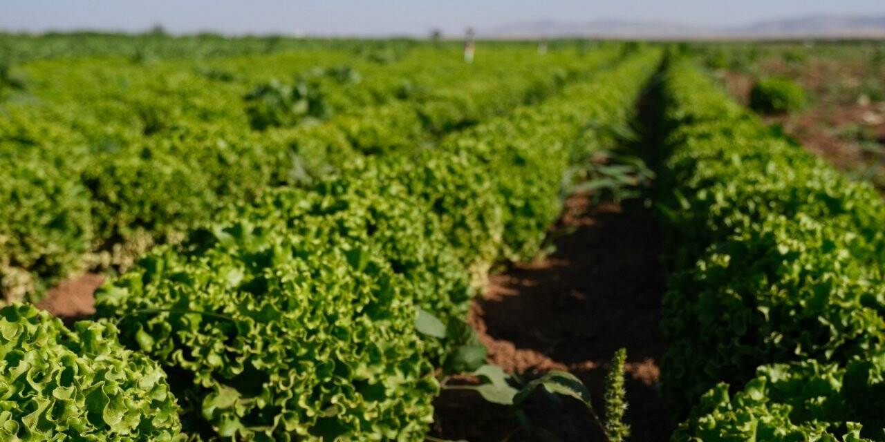 Konya Ovası’nda alternatif ürün marul üretimi artıyor