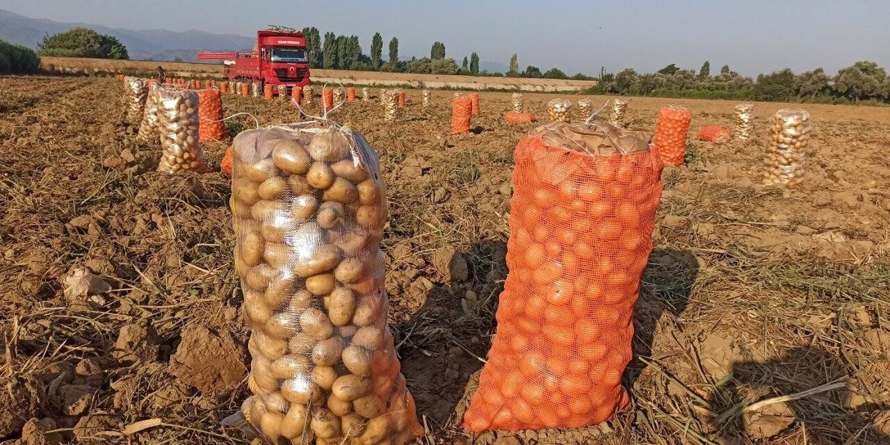 Ödemiş patatesinde ikinci ürün zamanı