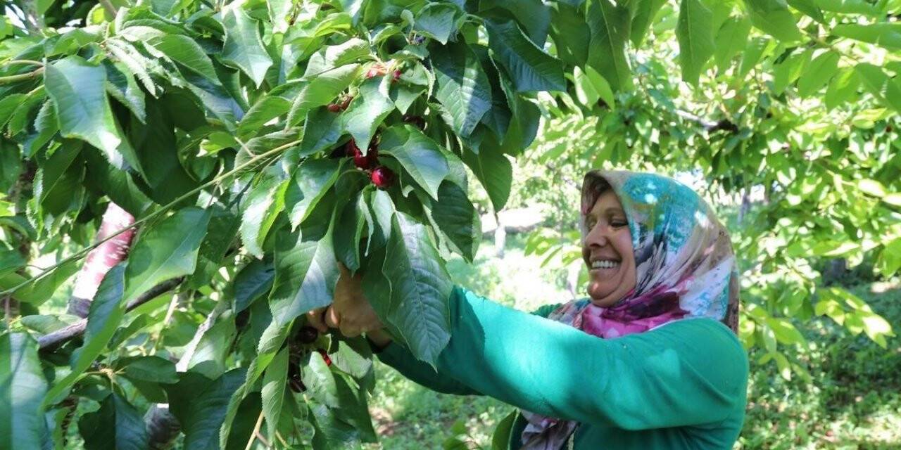 Hadim’de hasat edilen kirazların yüzde 90’ı ihraç ediliyor