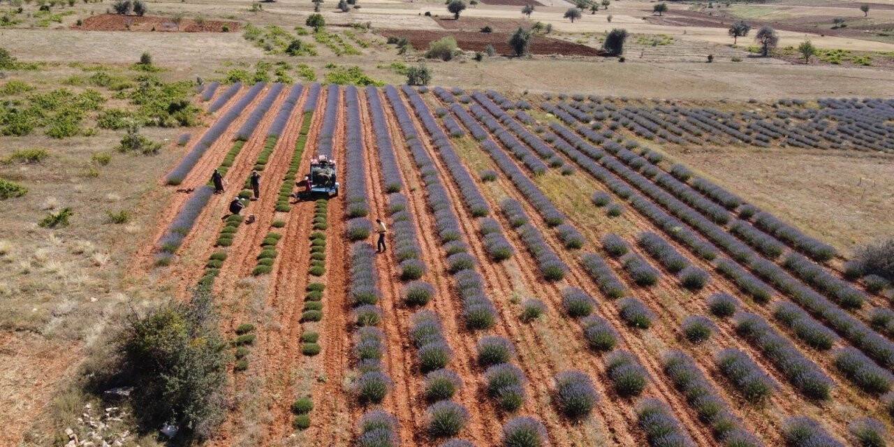 Konya’nın lavanta kokulu köyünde hasat başladı