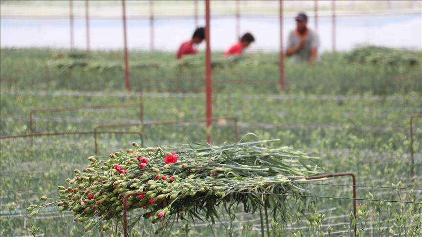 Denizli'den Hollanda ve Rusya'ya karanfil ihracatı