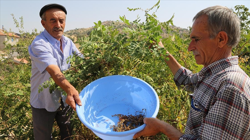 Türkiye'de sumak üretimi 8 yılda 5 kattan fazla arttı