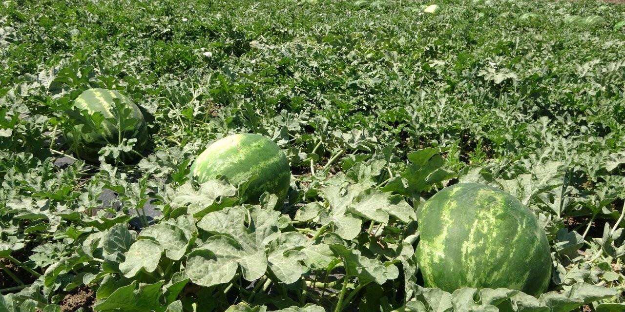 Muş’ta yılın ilk karpuz hasadına başlandı