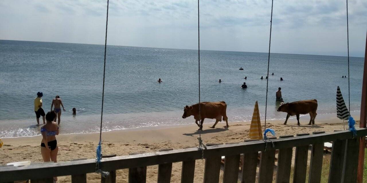 Plajda gezen inekler gülümsetti