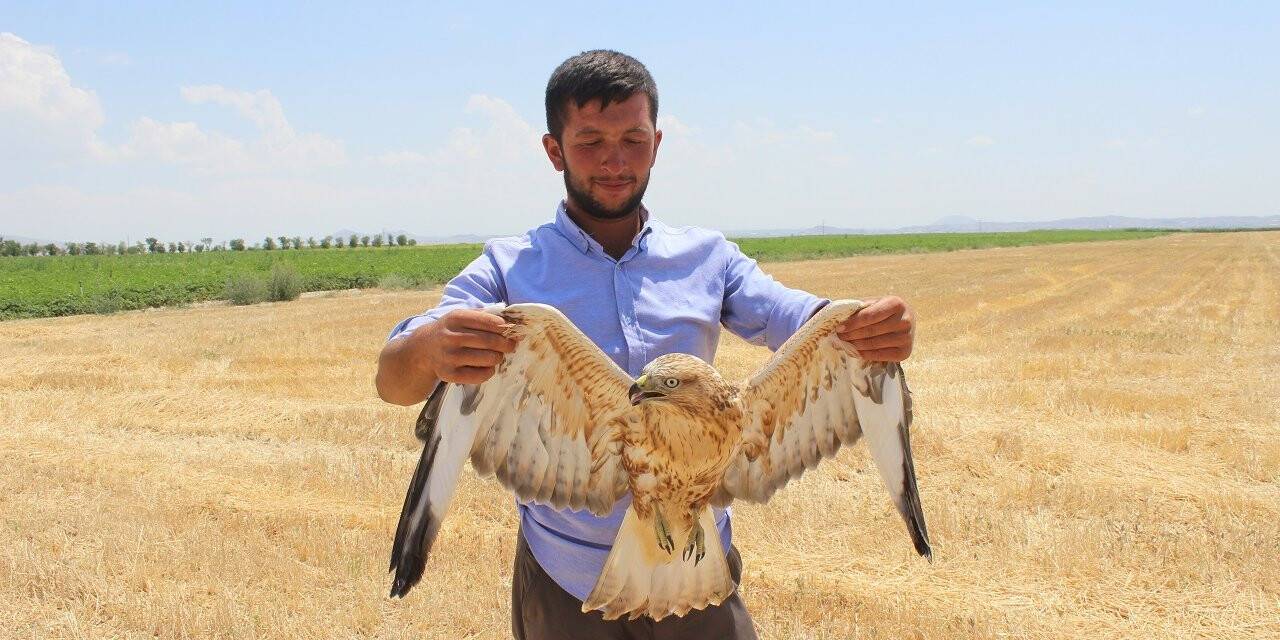 Konya'da koyun otlatan çoban, yaralı bulduğu kartalı köpek saldırısından kurtardı
