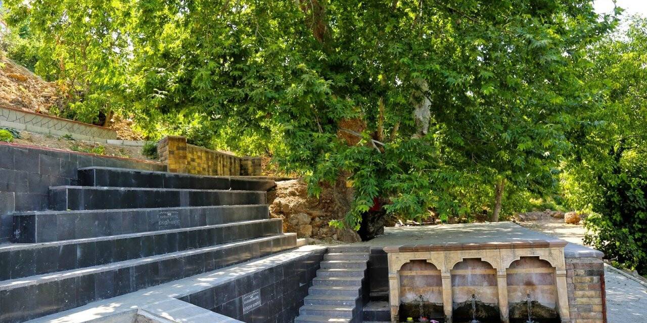 Asırlık çınar turizme kazandırıldı