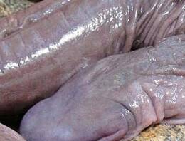 Bu türüne ilk kez rastlandı