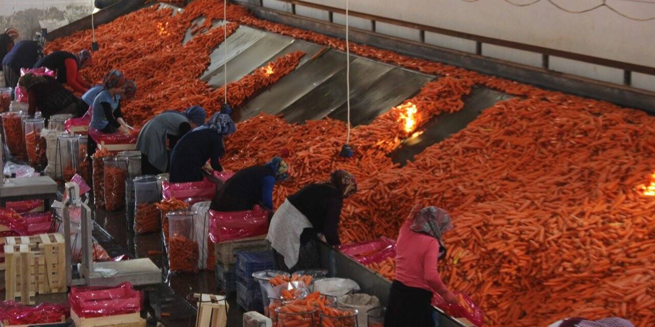 Konya’da üretilen havuçlar dünya pazarlarına gönderiliyor