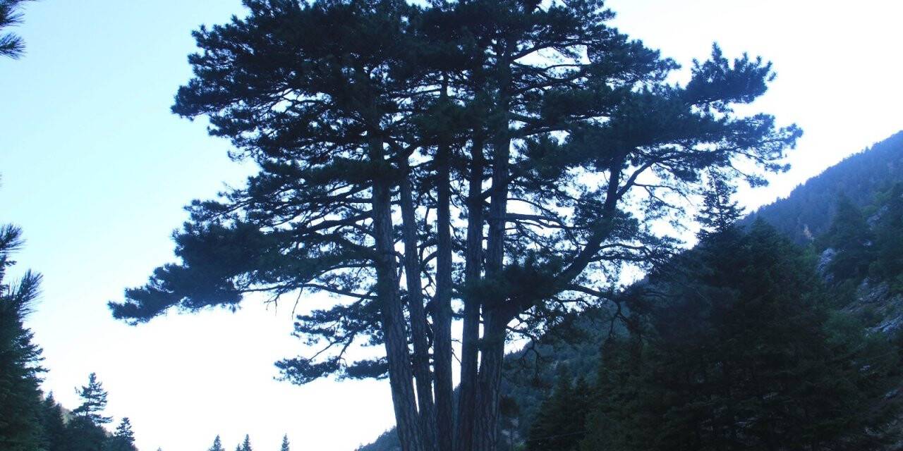 Beş kardeşler anıt ağacı görenlerin ilgisini çekiyor