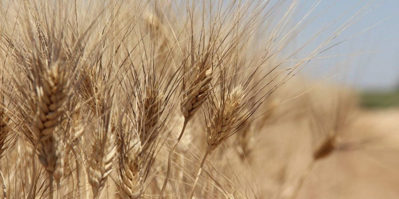 Buğday rekoltesinde büyük düşüş